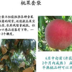 蘋果、桃、櫻桃主要病害防治技術