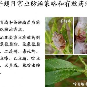蘋果、桃、櫻桃主要病害防治技術