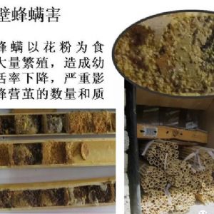 蘋果、桃、櫻桃主要病害防治技術