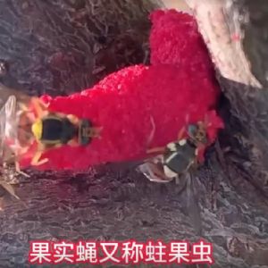 泰安市泰山區仕達農業科技有限公司果實蠅危害介紹